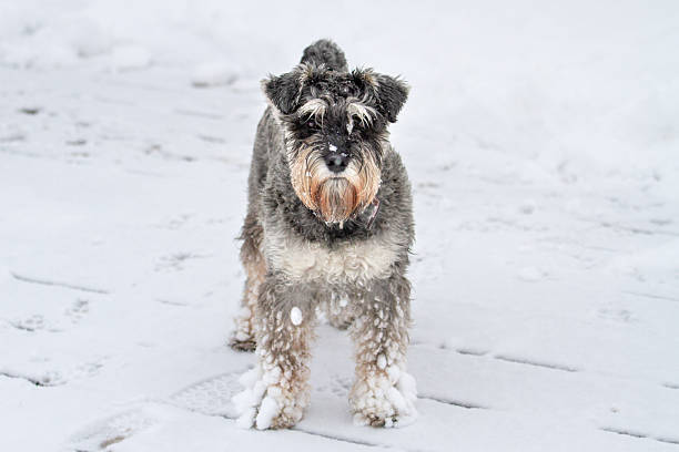 istock Schnauzer standing on a snowy road 2237191151