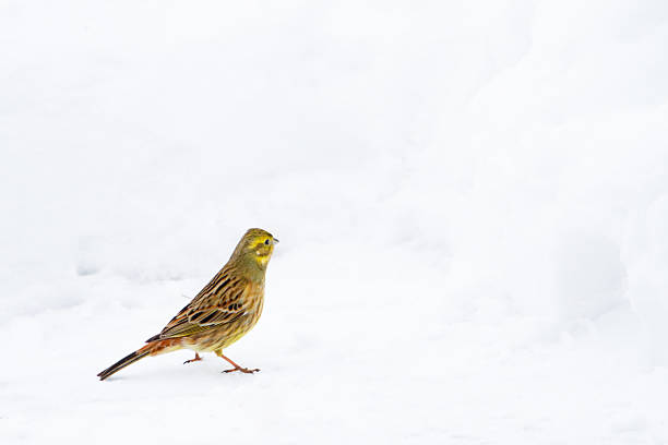 L 15,5-17cm.Breeds commonly in farmland, in bushy areas, woodland edge and wooded pasture, in glades and clearings, on heaths and coastal meadows.Predominantly resident, but many Scandinavian birds migrate Oct-mid Nov to North Sea countries, returning Mar/Apr.Wary without being really shy, usually flushes early; often gains height, perches in tree or drops into thick bushes.In the Netherlands this beautiful Bunting has declined the last decades, by lost of suitable Habitats and is now mostly seen in Heathland.