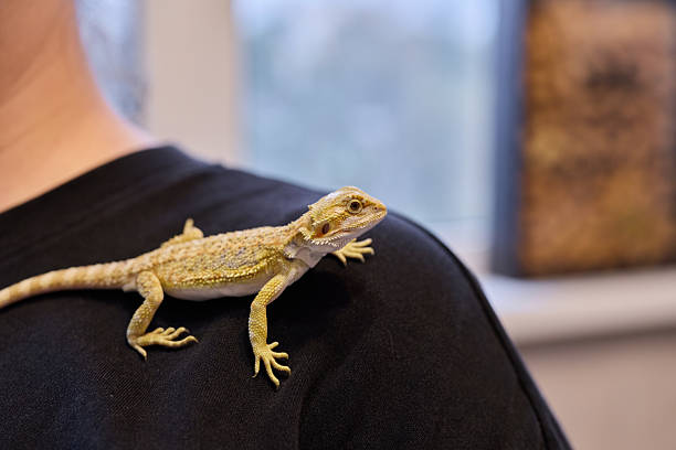 istock A Bearded Dragon on a shoulder reflects the bond between pet and owner, showcasing charm 2237195265