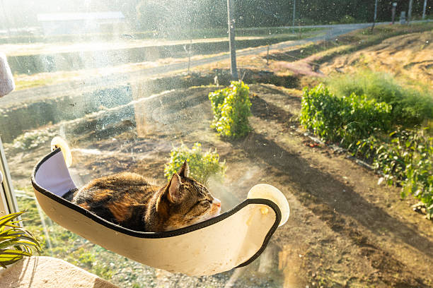 An indoor cat enjoys relaxing and warming up with morning sun in window mounted cat bed.