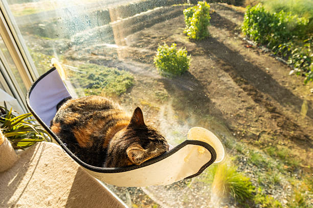 An indoor cat enjoys relaxing and warming up with morning sun in window mounted cat bed.