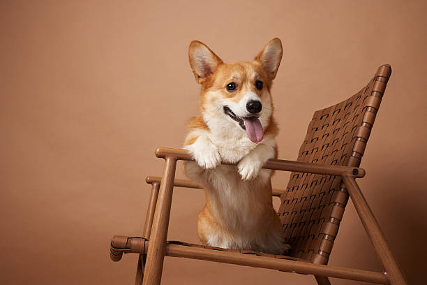 istock Happy corgi on a modern wooden chair in studio with copy space 2237197646