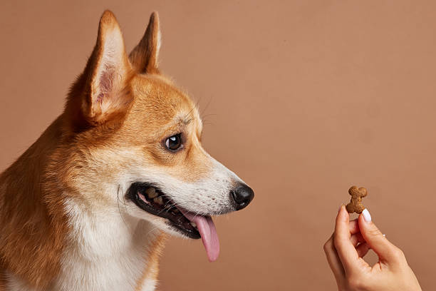 istock Corgi training with treat in studio profile showing obedience and positive reinforcement 2237197661