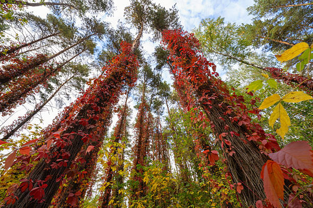 Autumn forest with wild grape vines climbing tree trunks