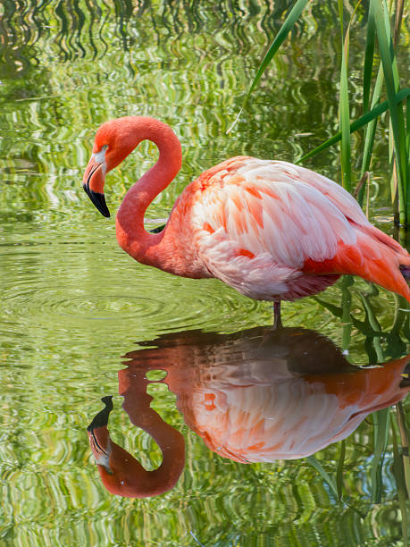 istock Pink flamingo standing in water with clear reflection 2237201115