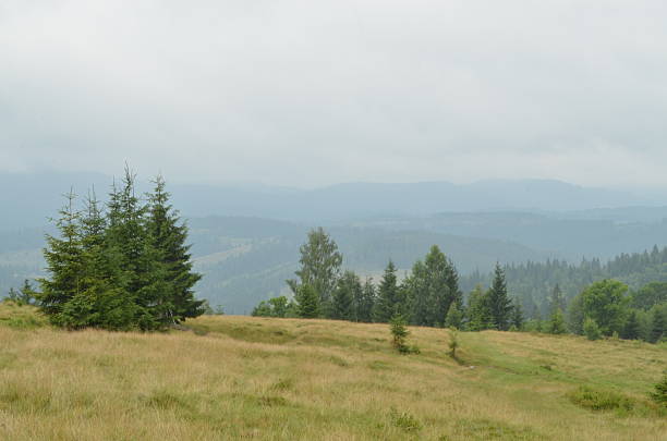 istock Discover a misty mountain landscape featuring lush evergreen trees and gently rolling hills, creating a serene scene ideal for nature lovers and travel enthusiasts seeking tranquility and scenic 2237201243