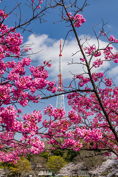 istock Pink Sakura Framing Tower in Mitsuike Park, Japan 2237202893