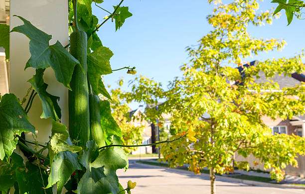 The tropical and subtropical vegetable adapts well in Southern Ontario, Canada