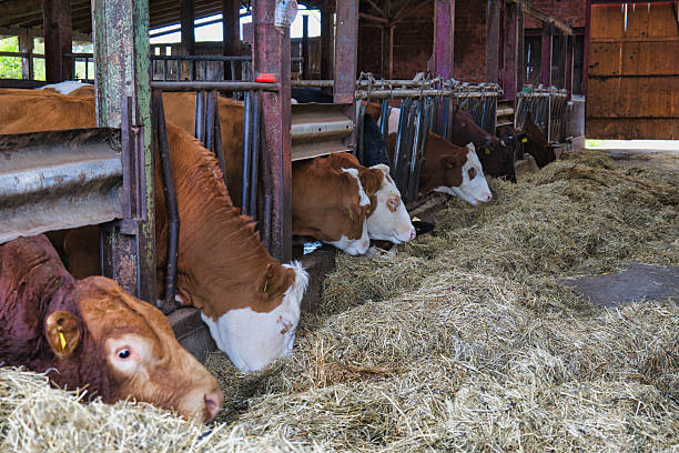 istock Group of brown and white bulls feeding on hay inside barn stable on cattle farm 2237206573