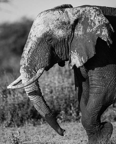 istock Black and white image of a very muddy elephant 2237210174