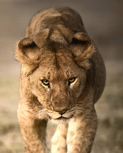 istock Up close image of a lion cub walking towards the camera 2237210233
