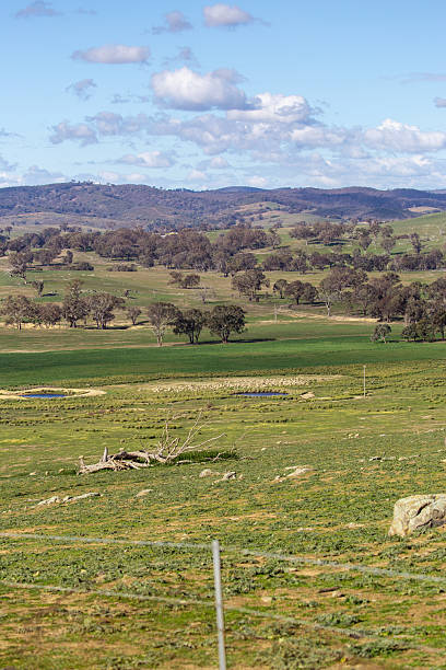istock A sunlit rural landscape in Australia features rolling hills, scattered trees, and distant paddocks under a cloudy sky 2237211340