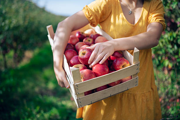 istock Woman harvesting fresh apples from orchard. 2237211851
