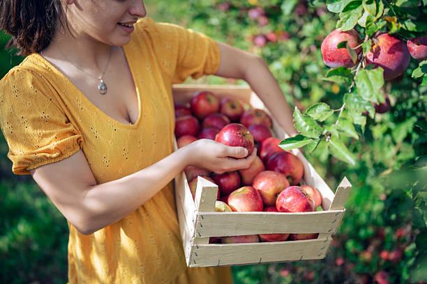 istock Woman harvesting fresh apples from orchard. 2237211862
