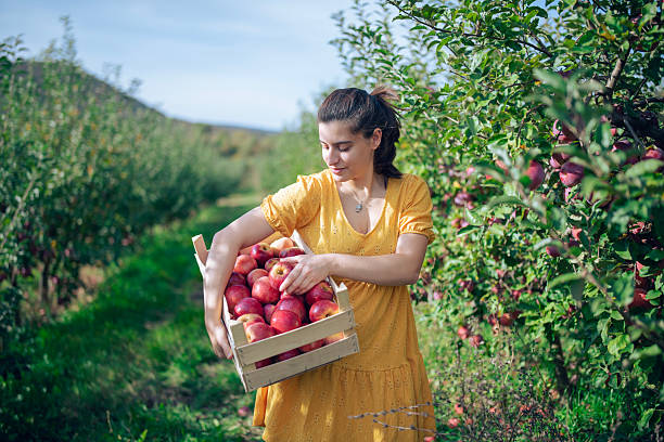 istock Woman harvesting fresh apples from orchard. 2237211869