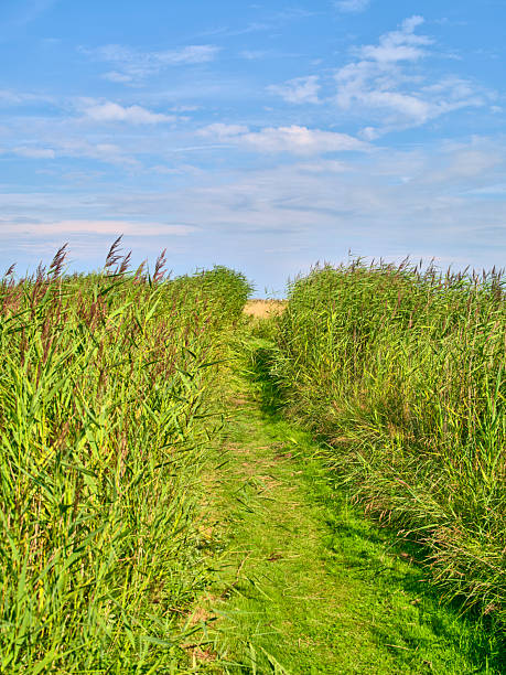 istock Scenic green field pathway surrounded by lush reeds under a clear sky in Denmark 2237212009