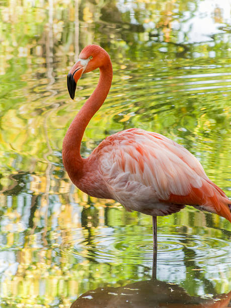 istock Single pink flamingo standing in calm water with reflection 2237213682