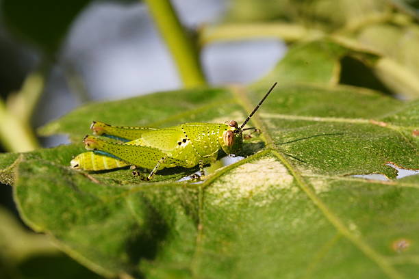 istock Grasshoppers are found in vegetable plots. 2237216000
