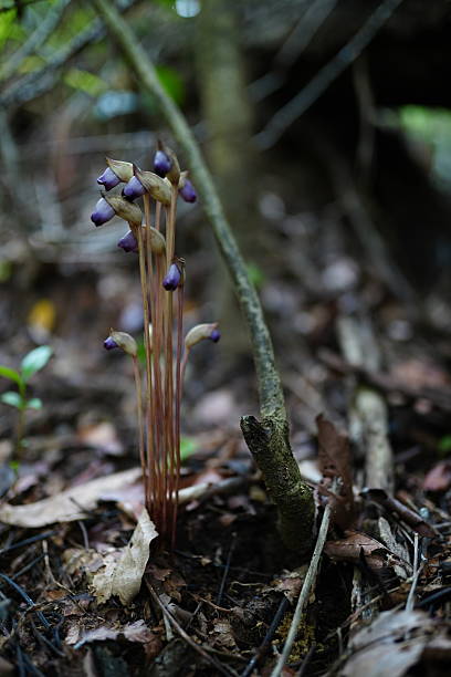 istock Aeginetia indica Roxb is a small, leafless, parasitic plant. 2237216070