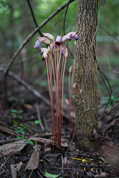 istock Aeginetia indica Roxb is a small, leafless, parasitic plant. 2237216099