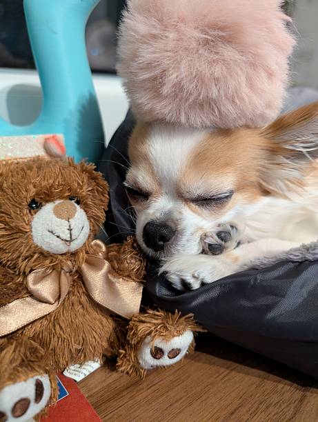 istock small chihuahua is resting 2237219535