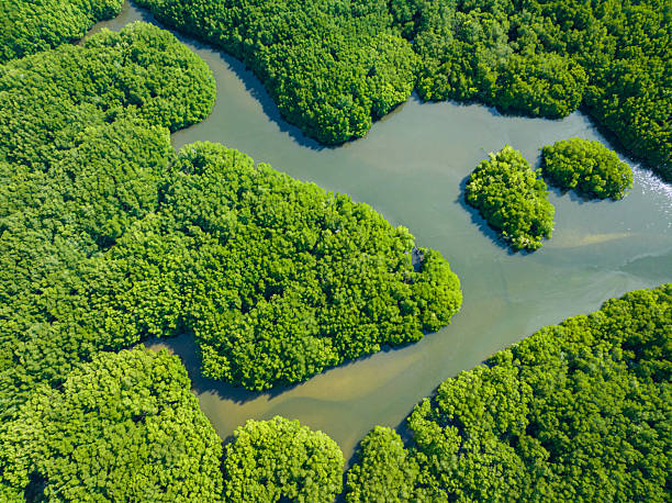 istock Mangroves in Borneo, Malaysia. 2237220520