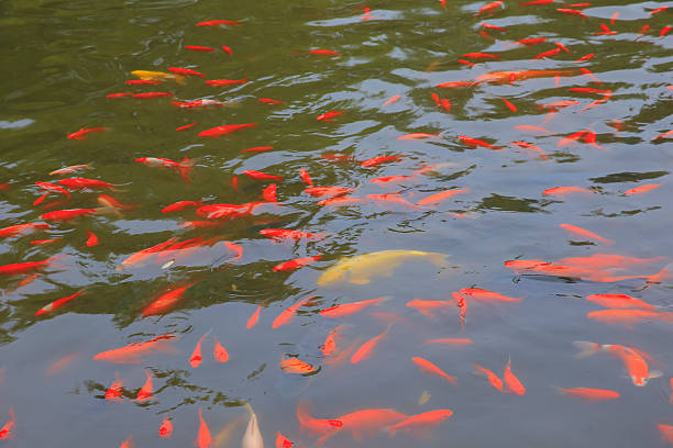 Many goldfish are in the pond, very beautiful