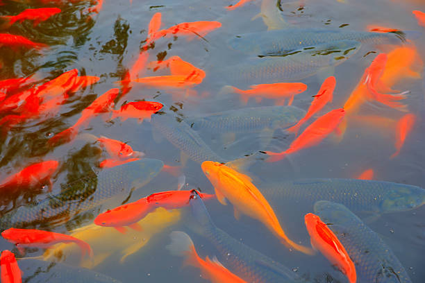 Many goldfish are in the pond, very beautiful
