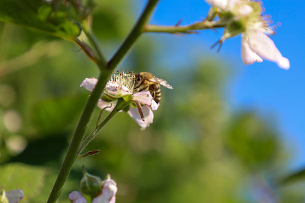 istock A bee collects nectar from a blackberry blossom, its wings visible in flight and its legs immersed in pollen. This close-up moment captures the importance of pollinating insects for the ecosystem, set against a blurred blue sky. 2237221750