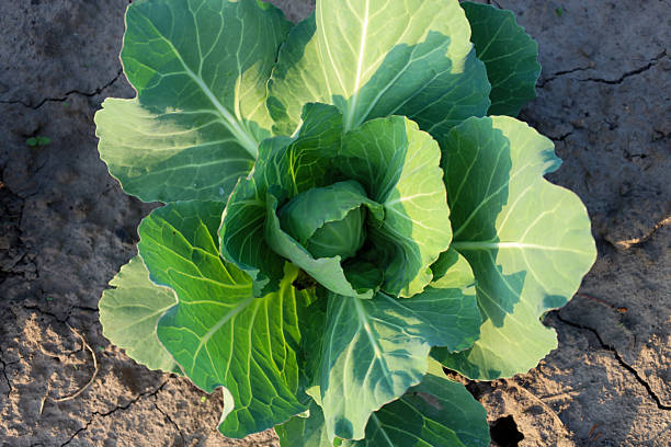 istock A young cabbage head with bright green leaves grows in dry, cracked earth. A top-down view highlights the texture and freshness of the vegetable, ripening in the garden under natural light. 2237221752