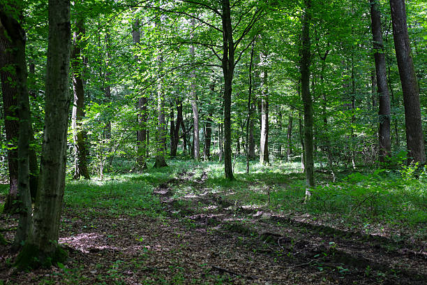 istock Bright sunlight breaks through the dense tree crowns, creating a play of light and shadow on the forest path. This photograph conveys a sense of peace and tranquility, showing a clean, untouched corner of nature. 2237222080