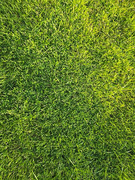 istock Green glasses from top view with sunlight 2237222657