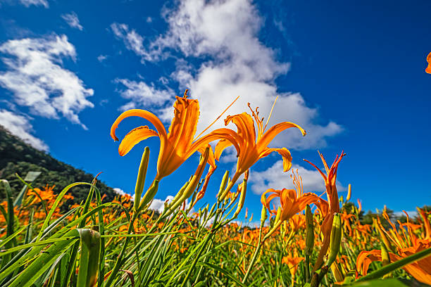 istock Orange daylily flower 2237222770