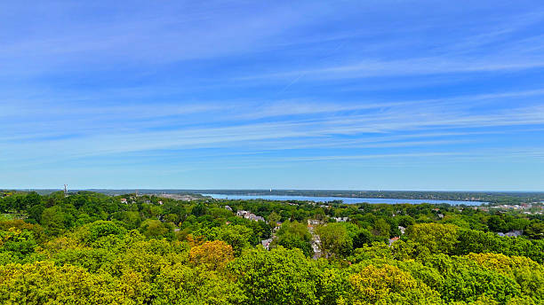 istock Stalk of Trees 2237222988