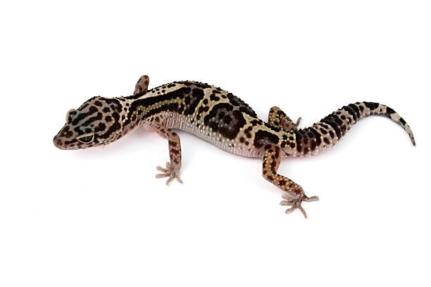 istock An overhead shot of a leopard gecko on a white background 2237223127