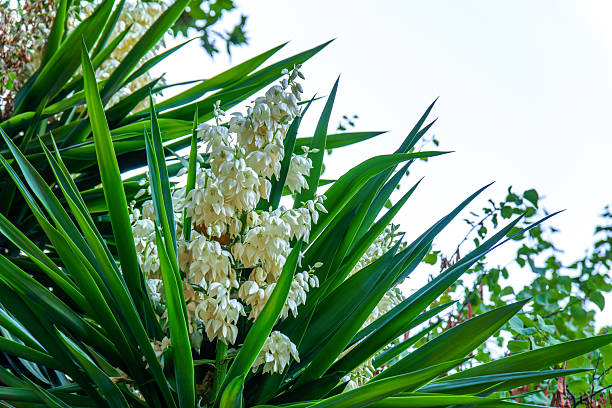 Yucca plant shows white bell-shaped flowers blooming in natural garden environment