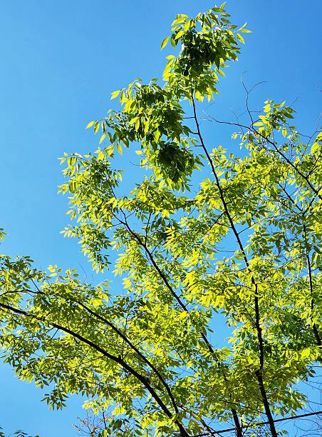 istock the544 blue sky and the green tree 2237226614