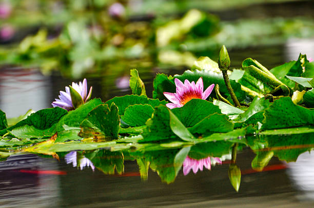 blossoming waterllily flowers