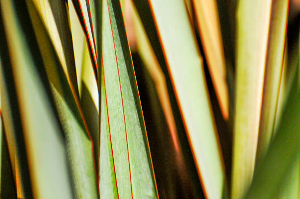 MAGUEY DETAL