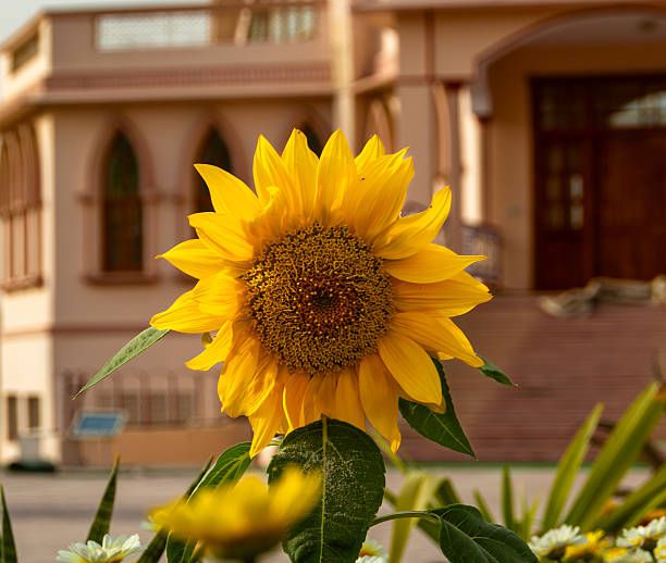 A close-up shot of a large, vibrant yellow sunflower with prominent dark seeds, basking in the sunlight. The flower is sharply in focus, contrasting with the softly blurred background which features a traditional, multi-arched palace or haveli facade built from light terracotta-colored stone. The juxtaposition highlights both nature and historical architecture in Rajasthan.