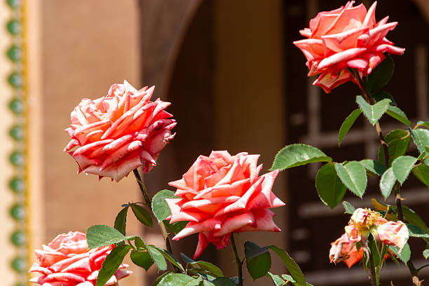 Group of Large, Vibrant Peach-Colored Roses in a Garden with a Traditional Indian Archway Background