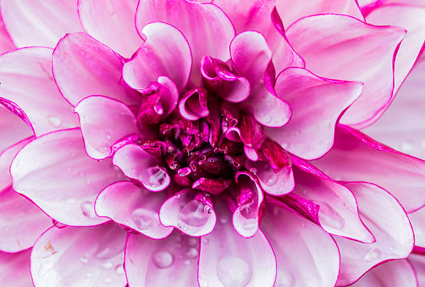 dahlia. a bright flower with raindrops. Dahlia. Asteraceae.