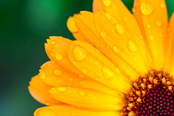 istock yellow medicinal calendula flower with raindrops or dew. on a blurred background with bokeh. macro photo of a flower. screensaver. free space. close-up. Calendula officinalis. Calendula. Asteraceae. astra 2237232442