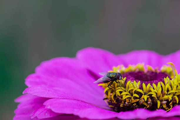 Hoverlfy on daisy,Eifel,Germany.