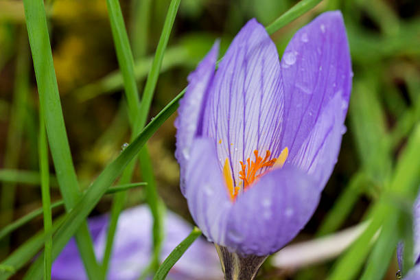 istock meadow saffron with raindrops or dew. on a blurred background with bokeh. close-up. blank for creativity. Colchicum. meadow saffron. autumn crocus. Colchicum autumnale. Colchicaceae. poison. 2237232569