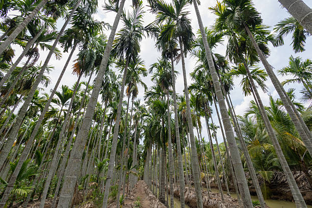 istock Exploring lush palm tree forest tropical paradise nature vibrant environment ground perspective 2237235625