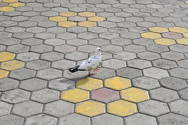 istock A Pigeon on concrete at a park 2237239257