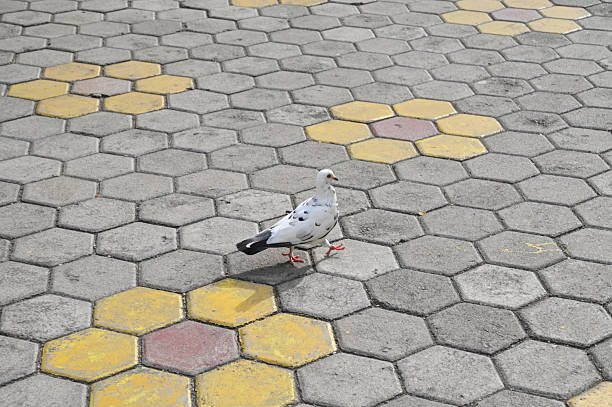 istock A Pigeon on concrete at a park 2237239291