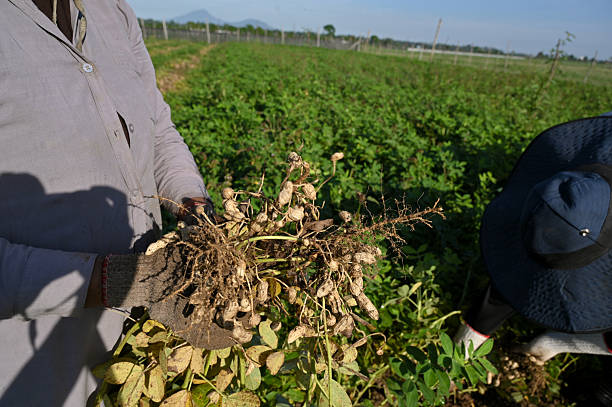 istock Harvest peanuts in Aceh, Indoensia 2237239344