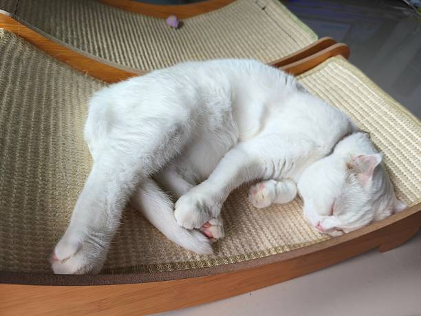 Close-up of white cat sleeping on a cat tower.